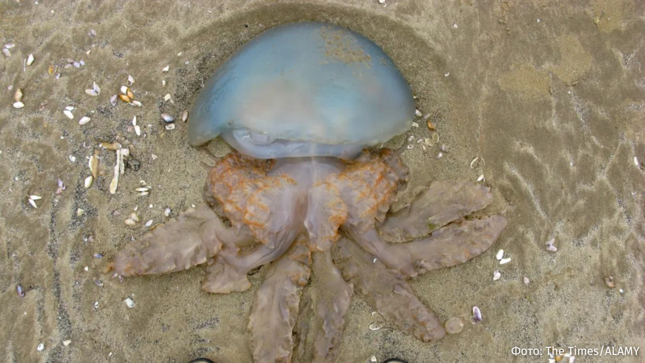 Рекордное число гигантских медуз зафиксировали у берегов Великобритании, пишет The Times Рекордное число гигантских медуз зафиксировали у берегов Великобритании, пишет The Times