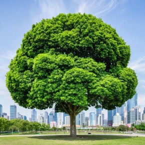 В Белогорске сформированы три земельных участка для будущих парков