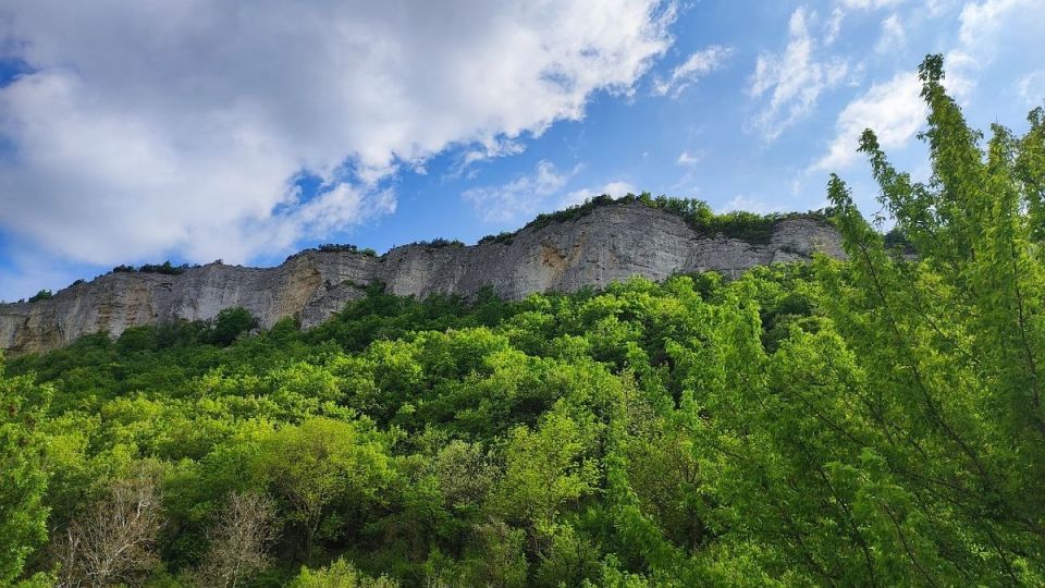 В Крыму высадят почти 300 гектаров леса