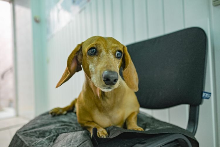 В севастопольских госветклиниках в октябре оказали помощь более 420 домашним питомцам