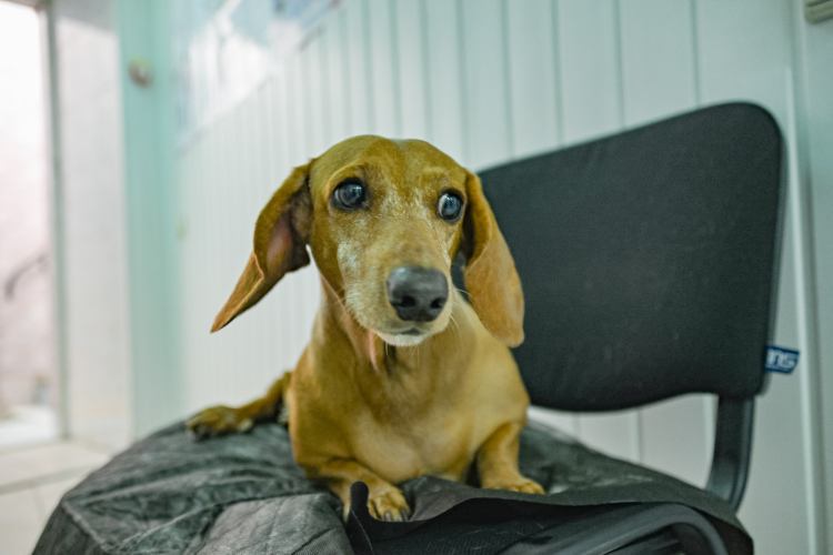 В севастопольских госветклиниках в октябре оказали помощь более 420 домашним питомцам