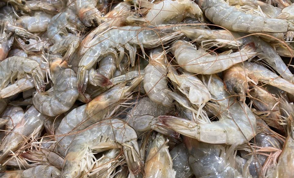 Креветки — перспективный промысловый ресурс Азовского моря