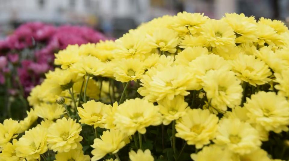 В Симферополе на площади Ленина высаживают 200 кустов хризантем