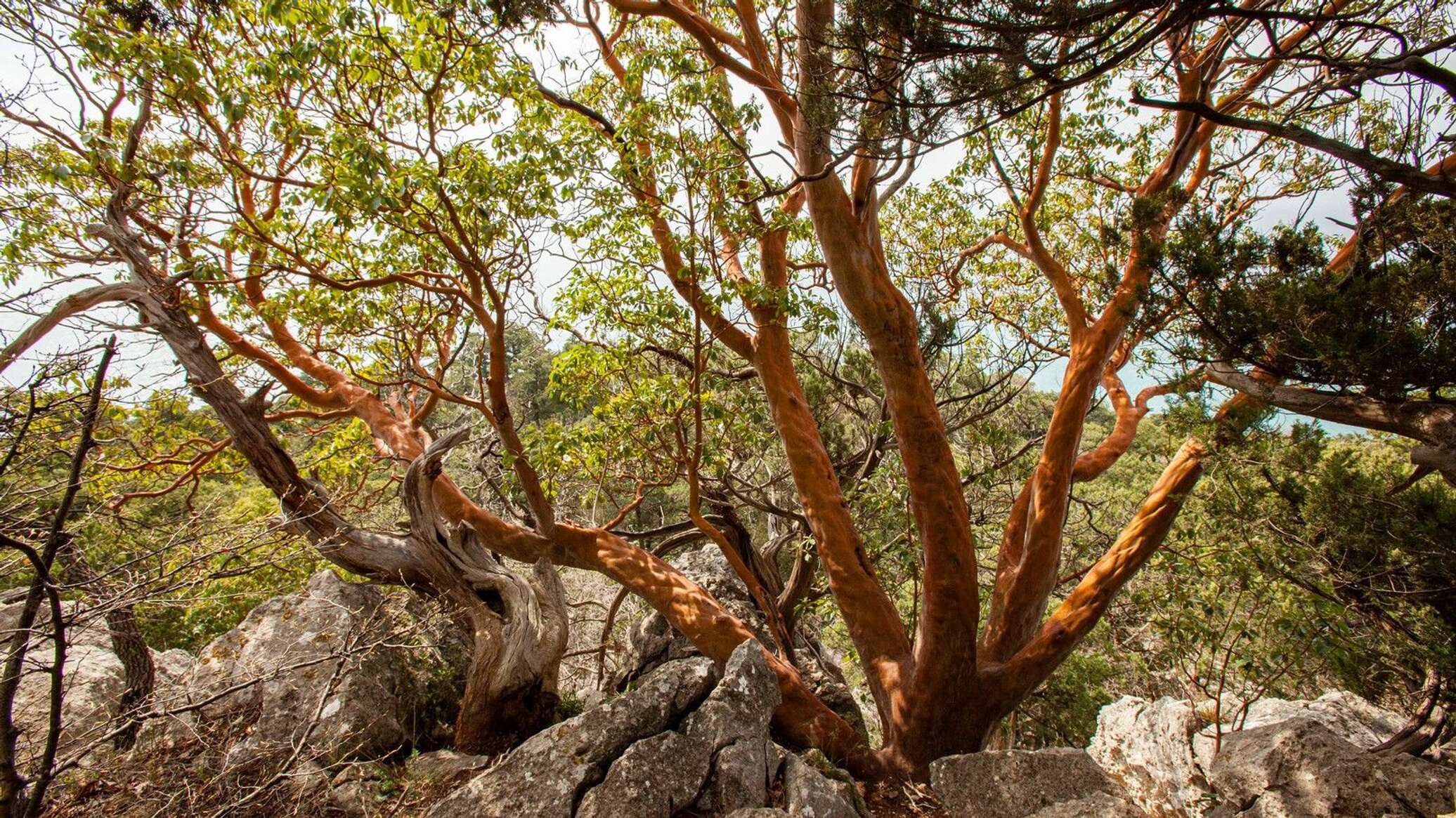 Нулевая точка отсчета: что значит для Крыма мыс Мартьян как заповедник