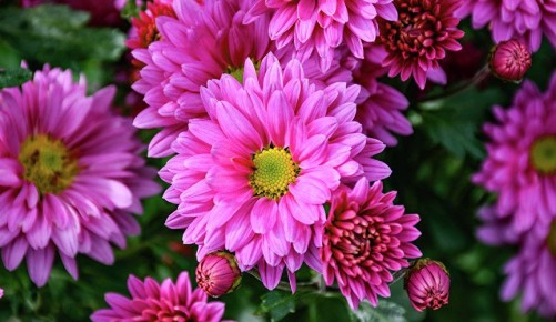 Пенсионеры и ветераны труда смогут посетить бал хризантем в Никитском ботсаду бесплатно