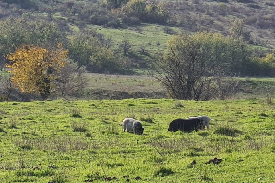 Специалисты ветеринарной службы Бахчисарайского района проводят мероприятия в рамках месячника «Без АЧС и ВПГ»