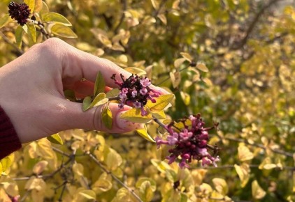 В Симферополе зацвела сирень: с чем связано такое природное явление