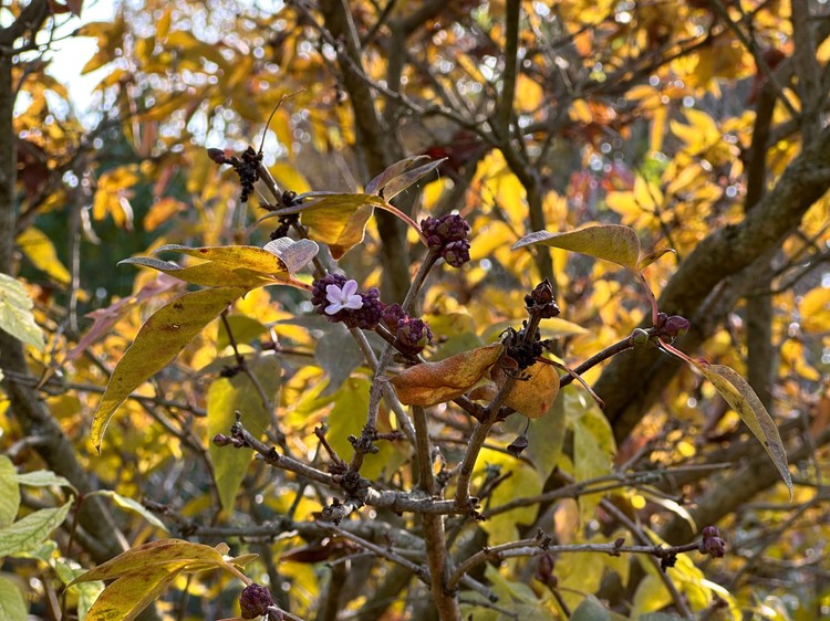 Погода сошла с ума? В ноябре в Крыму зацвела сирень Погода сошла с ума? В ноябре в Крыму зацвела сирень