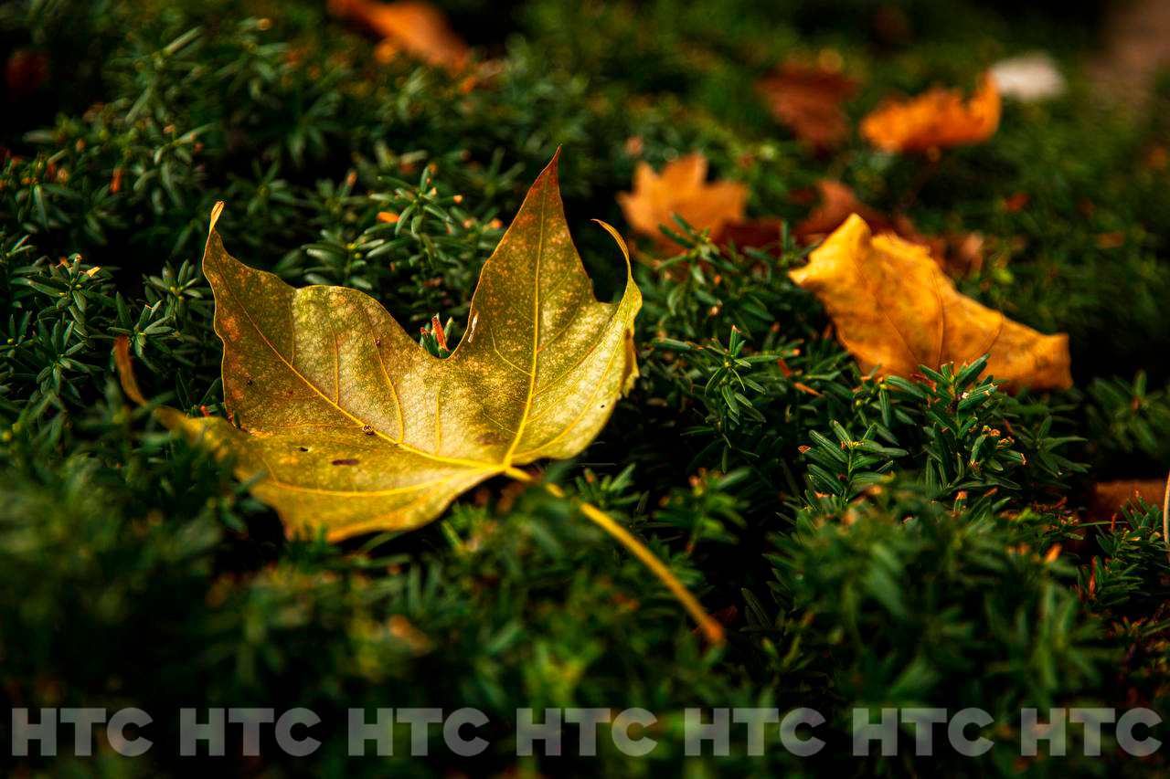 Ноябрь без шапки: как выглядит Севастополь, пока в Сибири уже идёт снег Ноябрь без шапки: как выглядит Севастополь, пока в Сибири уже идёт снег