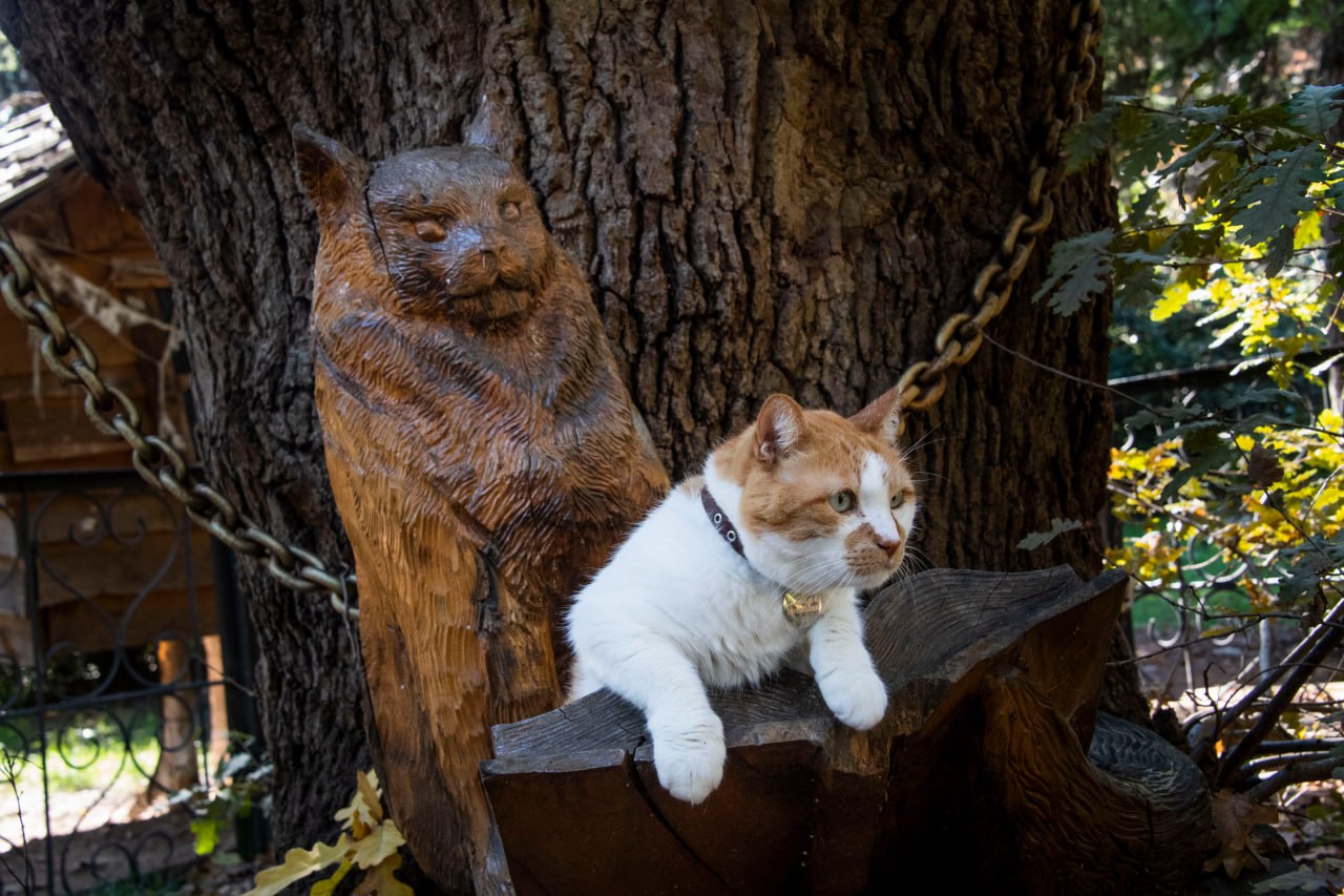 Кот Мостик: У лукоморья дуб зелёный…. Говорят, именно этот гурзуфский дуб вдохновил Пушкина на знаменитые строки из «Руслана и Людмилы» Кот Мостик: У лукоморья дуб зелёный…. Говорят, именно этот гурзуфский дуб вдохновил Пушкина на знаменитые строки из «Руслана и Людмилы»