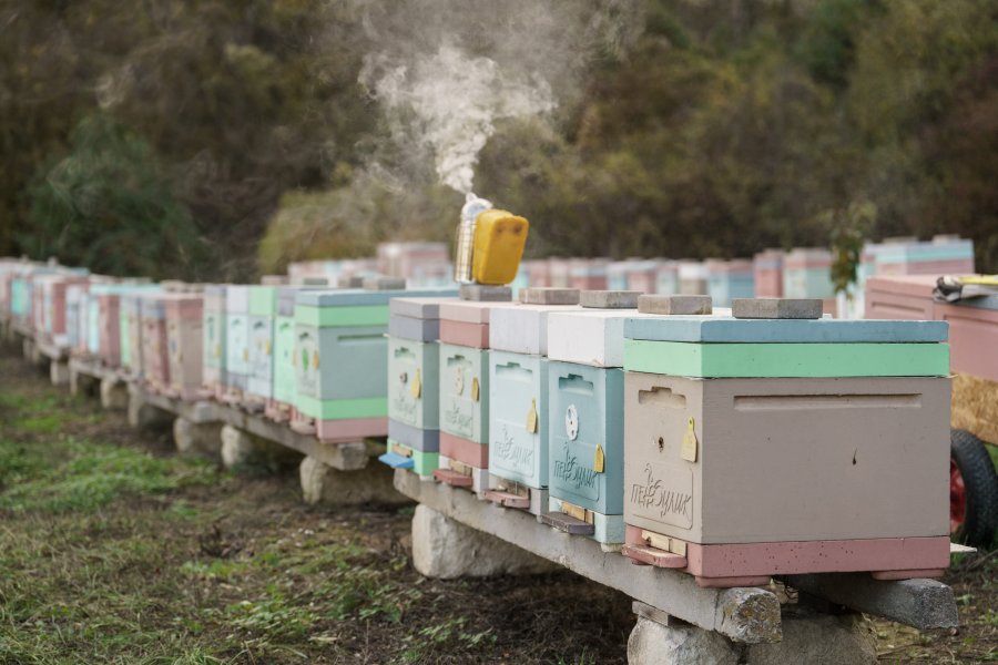 Севастополь поддерживает пчеловодов: благодаря господдержке фермеры развивают пасеки даже в засушливые годы Севастополь поддерживает пчеловодов: благодаря господдержке фермеры развивают пасеки даже в засушливые годы