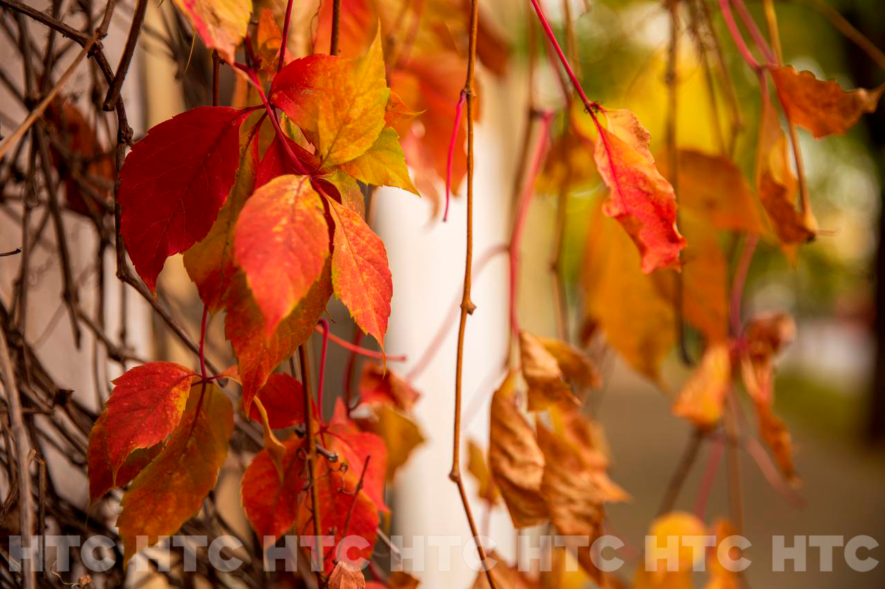 Ноябрь без шапки: как выглядит Севастополь, пока в Сибири уже идёт снег Ноябрь без шапки: как выглядит Севастополь, пока в Сибири уже идёт снег