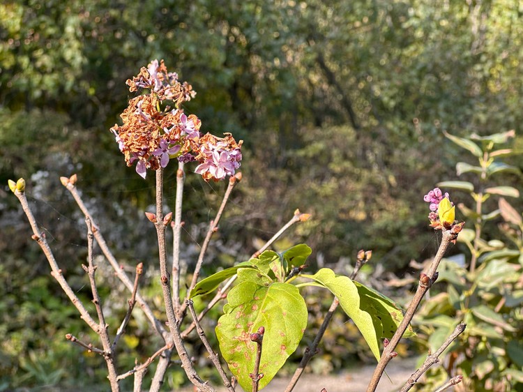 Погода сошла с ума? В ноябре в Крыму зацвела сирень Погода сошла с ума? В ноябре в Крыму зацвела сирень