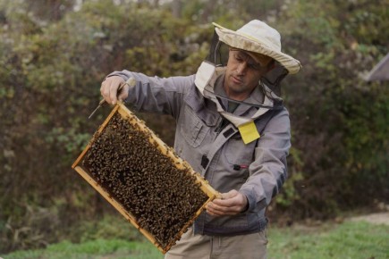 Михаил Развожаев: Севастополь поддерживает пчеловодов: благодаря господдержке фермеры развивают пасеки