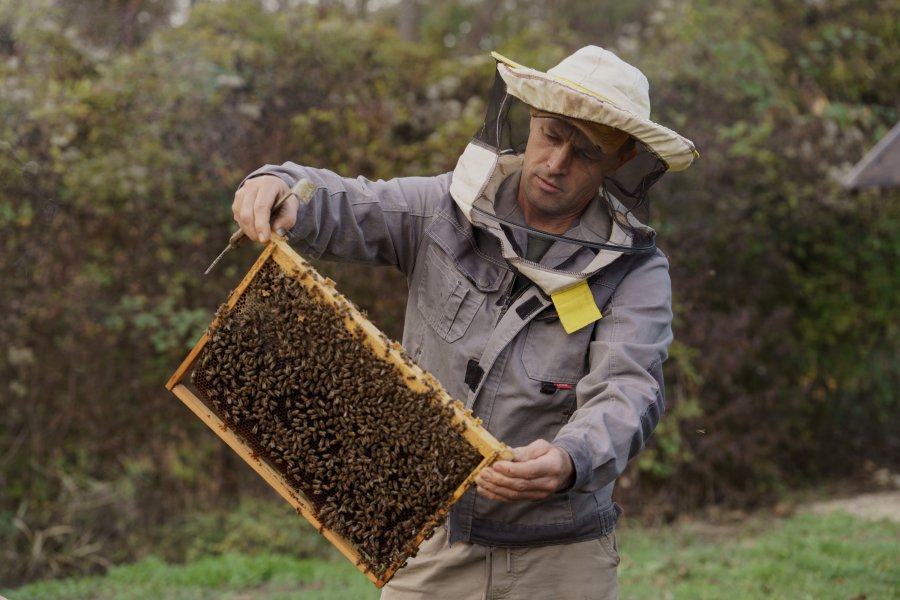 Севастополь поддерживает пчеловодов: благодаря господдержке фермеры развивают пасеки даже в засушливые годы