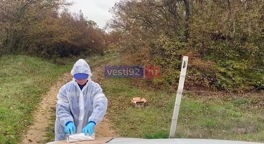 Специалисты Госветслужбы Севастополя вакцинируют диких хищников против бешенства