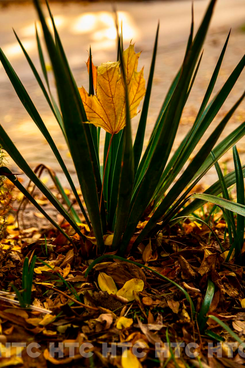 Ноябрь без шапки: как выглядит Севастополь, пока в Сибири уже идёт снег Ноябрь без шапки: как выглядит Севастополь, пока в Сибири уже идёт снег