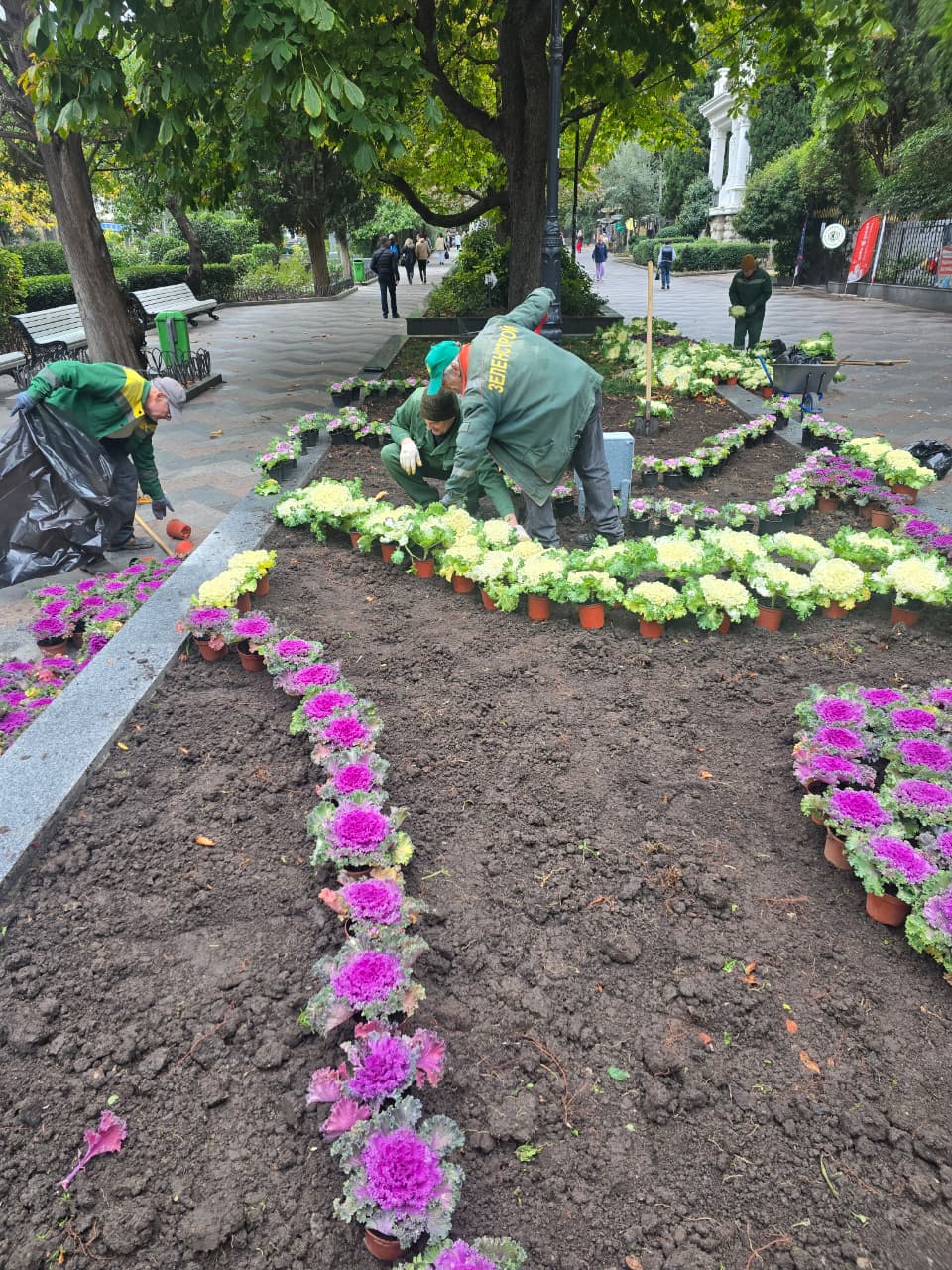 Янина Павленко: Яркая, оригинальная, привлекающая внимание Специалисты «Зеленстроя» приступили к высадке декоративной капусты Янина Павленко: Яркая, оригинальная, привлекающая внимание Специалисты «Зеленстроя» приступили к высадке декоративной капусты