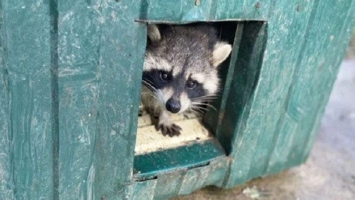 Три года в Крыму: как живет в «Тайгане» енот-полоскун из Херсона, ставший мемом