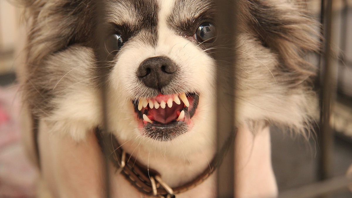 Повышать штрафы бессмысленно? В Крыму рассказали о наказаниях для горе-владельцев животных