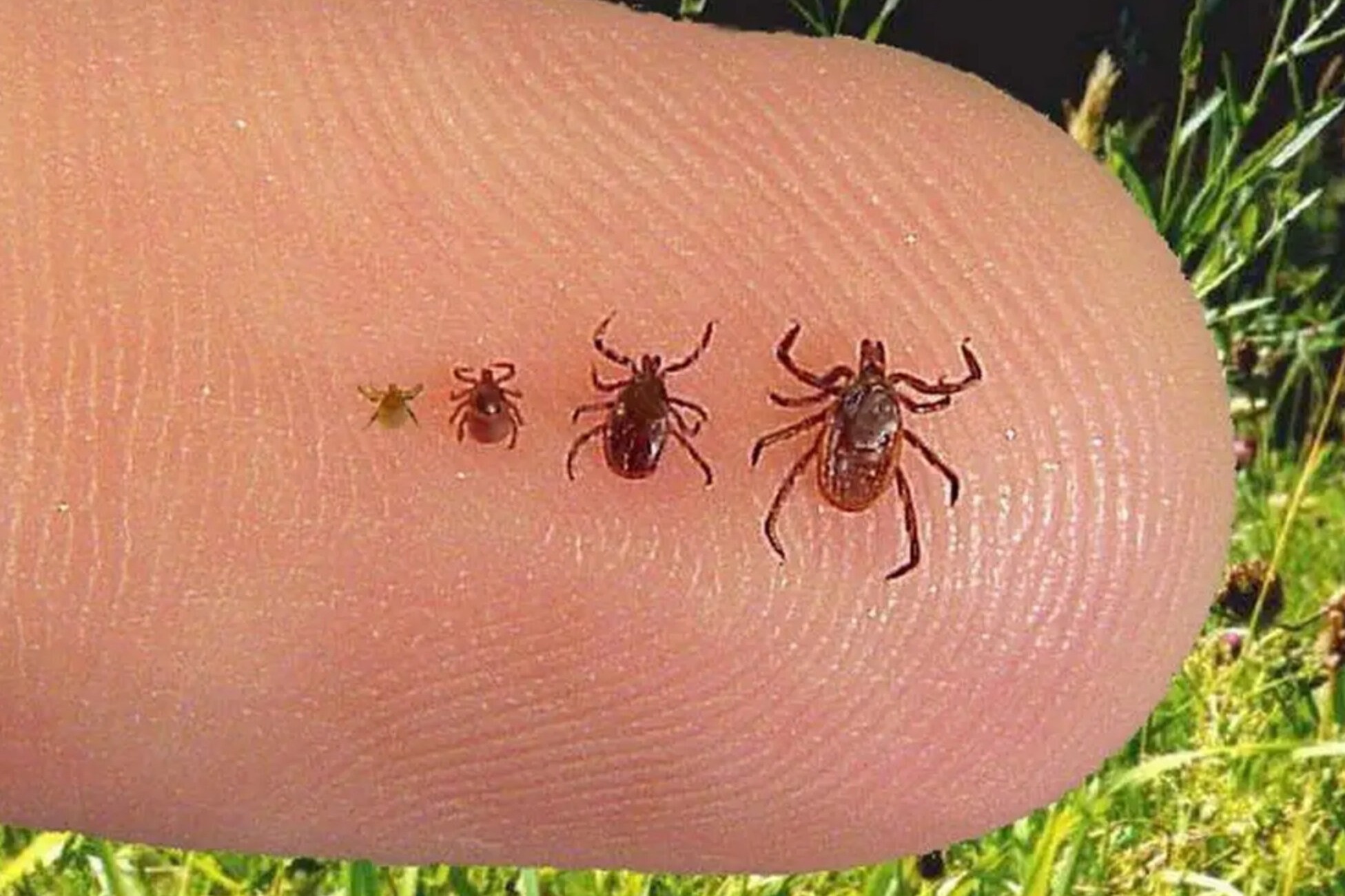 Напоминание о вакцинации от клещевого энцефалита