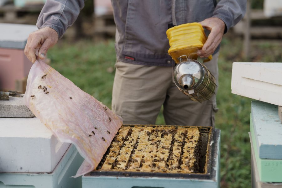 Севастополь поддерживает пчеловодов: благодаря господдержке фермеры развивают пасеки даже в засушливые годы Севастополь поддерживает пчеловодов: благодаря господдержке фермеры развивают пасеки даже в засушливые годы