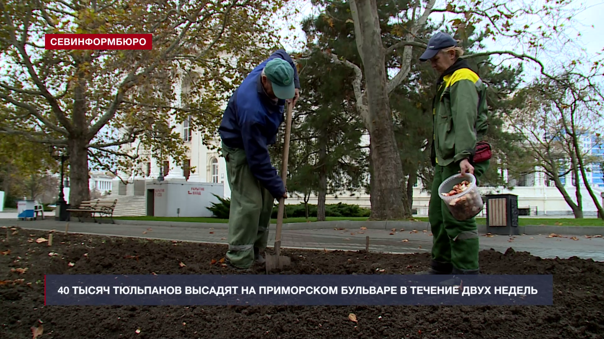 40 тысяч тюльпанов высадят на Приморском бульваре в течение двух недель
