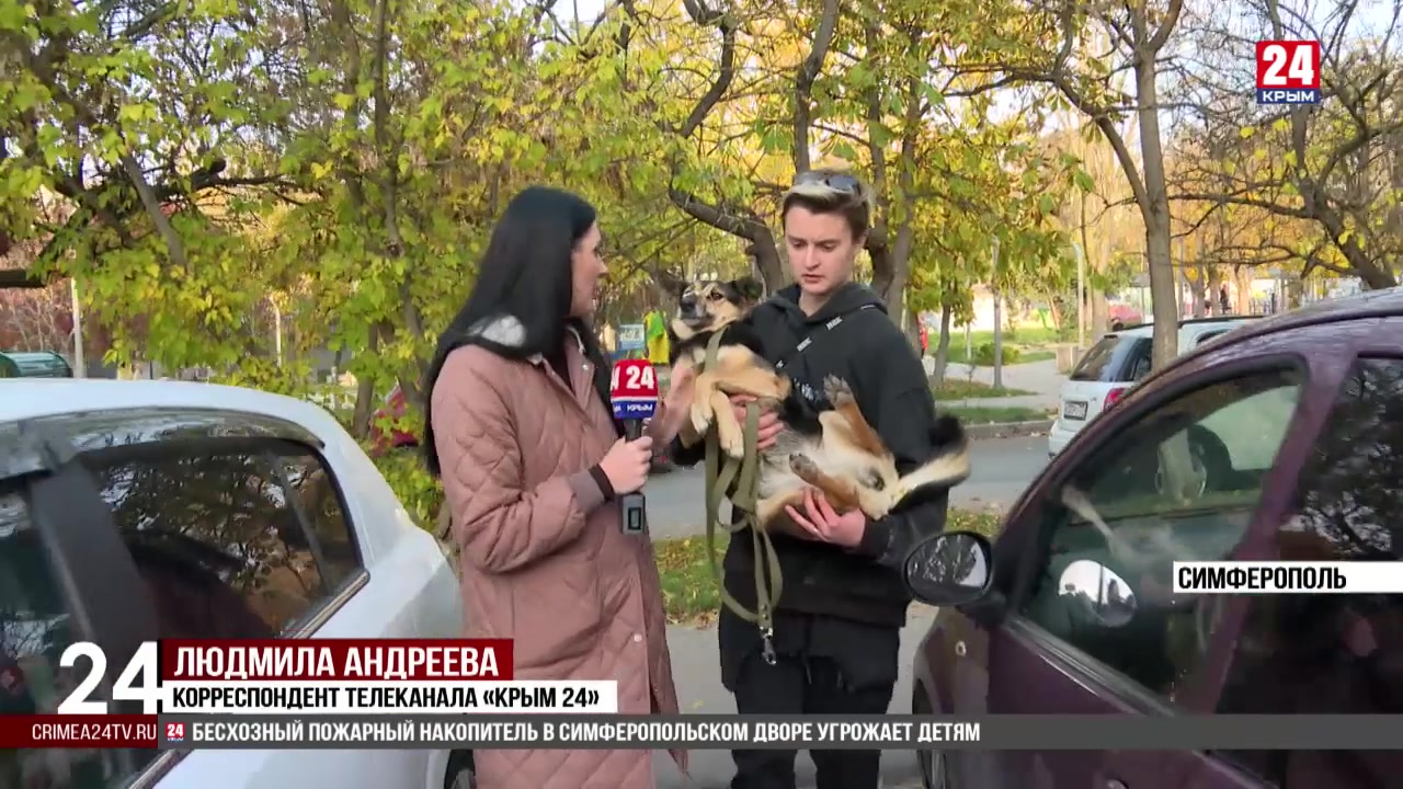 Тела двух собак обнаружили местные жители одного из районов Симферополя