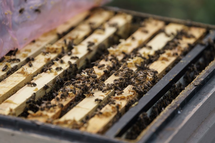 Севастополь поддерживает пчеловодов: благодаря господдержке фермеры развивают пасеки даже в засушливые годы Севастополь поддерживает пчеловодов: благодаря господдержке фермеры развивают пасеки даже в засушливые годы