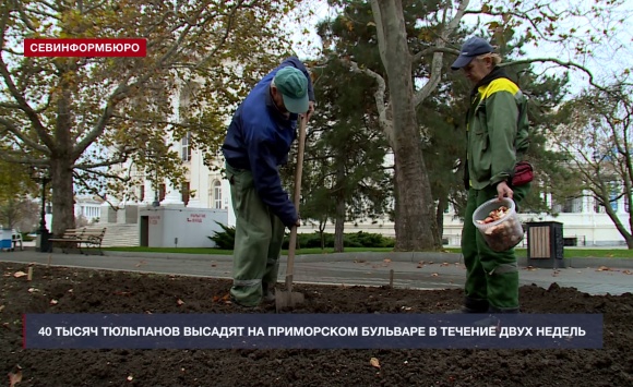 40 тысяч тюльпанов высадят на Приморском бульваре в течение двух недель 40 тысяч тюльпанов высадят на Приморском бульваре в течение двух недель