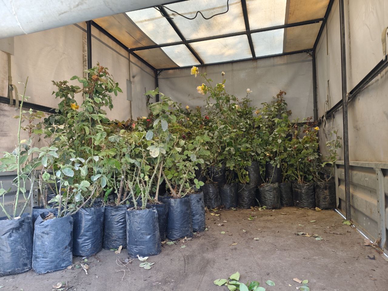 В Феодосии продолжается высадка цветущих многолетников В Феодосии продолжается высадка цветущих многолетников