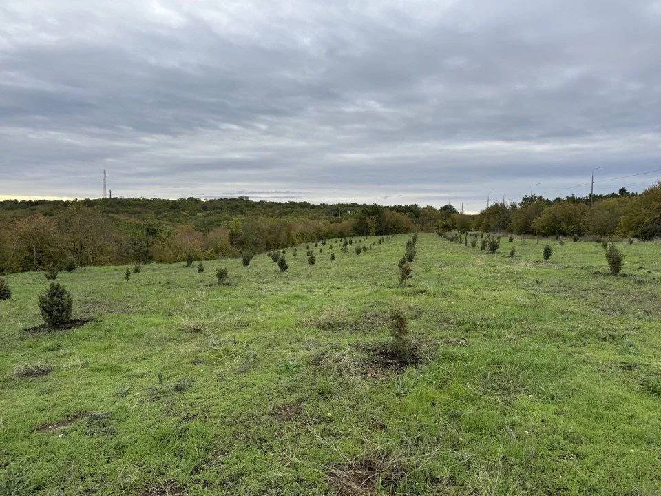 В Севастополе высадили больше 500 деревьев на бывшей свалке