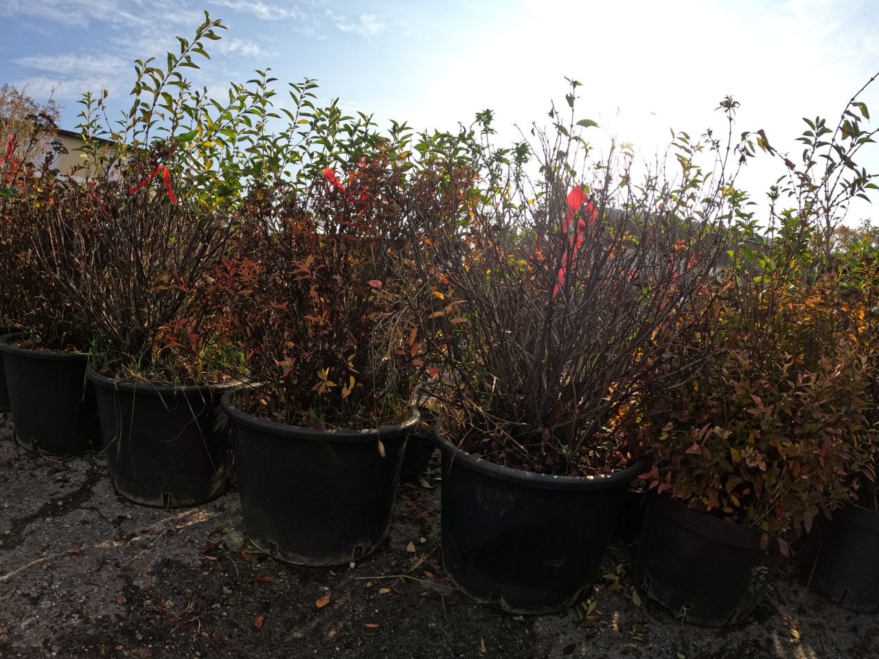 Янина Павленко: Сегодня получили большую партию саженцев – более 1000 единиц древесных и кустарниковых растений Янина Павленко: Сегодня получили большую партию саженцев – более 1000 единиц древесных и кустарниковых растений