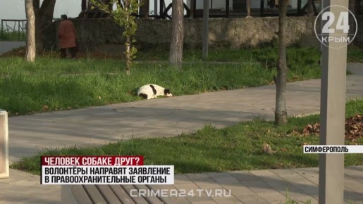 Мёртвых уличных псов нашли в одном из районов Симферополя