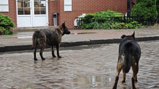 «Две мертвы, одна под капельницей»: в Симферополе отравили бродячих собак после нападения на ребенка