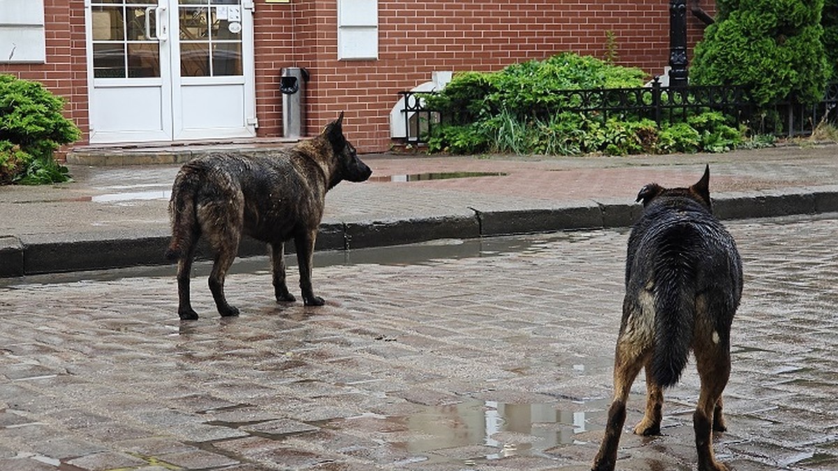 «Две мертвы, одна под капельницей»: в Симферополе отравили бродячих собак после нападения на ребенка