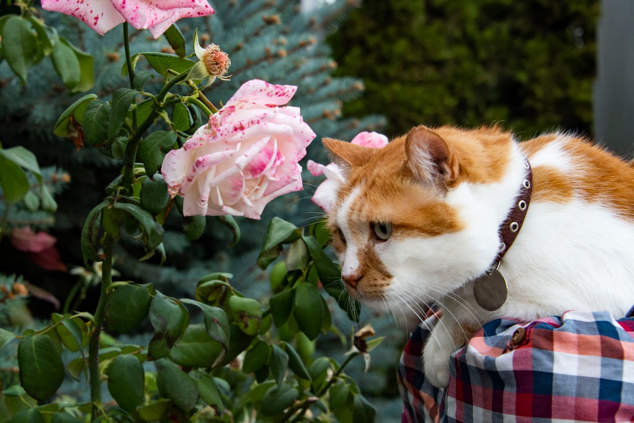 Кот Мостик: Пробежался по блогу коллег — собрал самые добрые и красивые новости недели