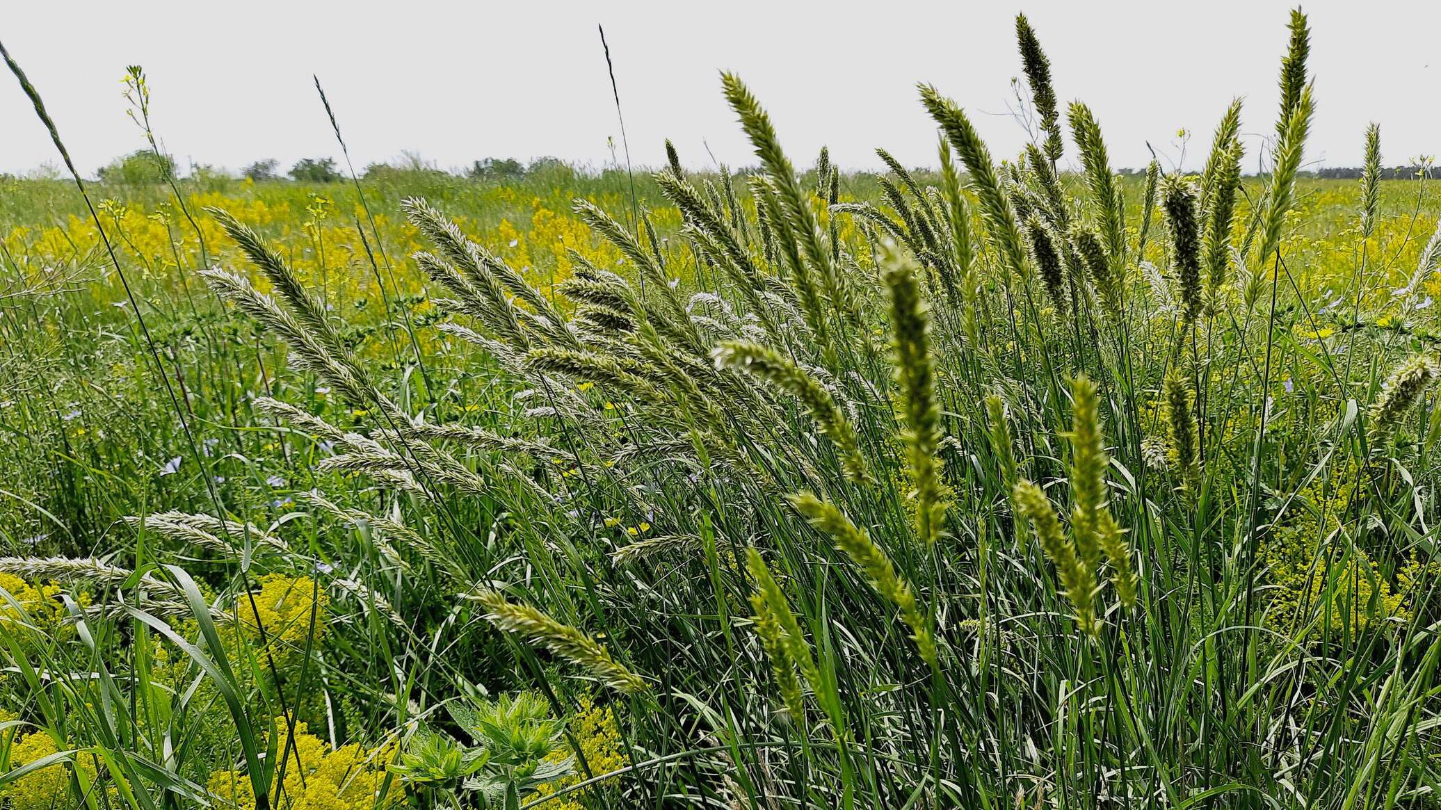 В Крыму за год изъяли три земельных участка сельхозназначения