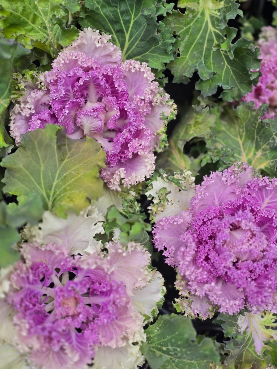 На клумбах Ялты высаживают декоративную капусту На клумбах Ялты высаживают декоративную капусту