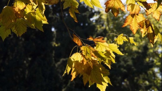 Тепло и утренний туман: чего ждать от погоды в Крыму в пятницу