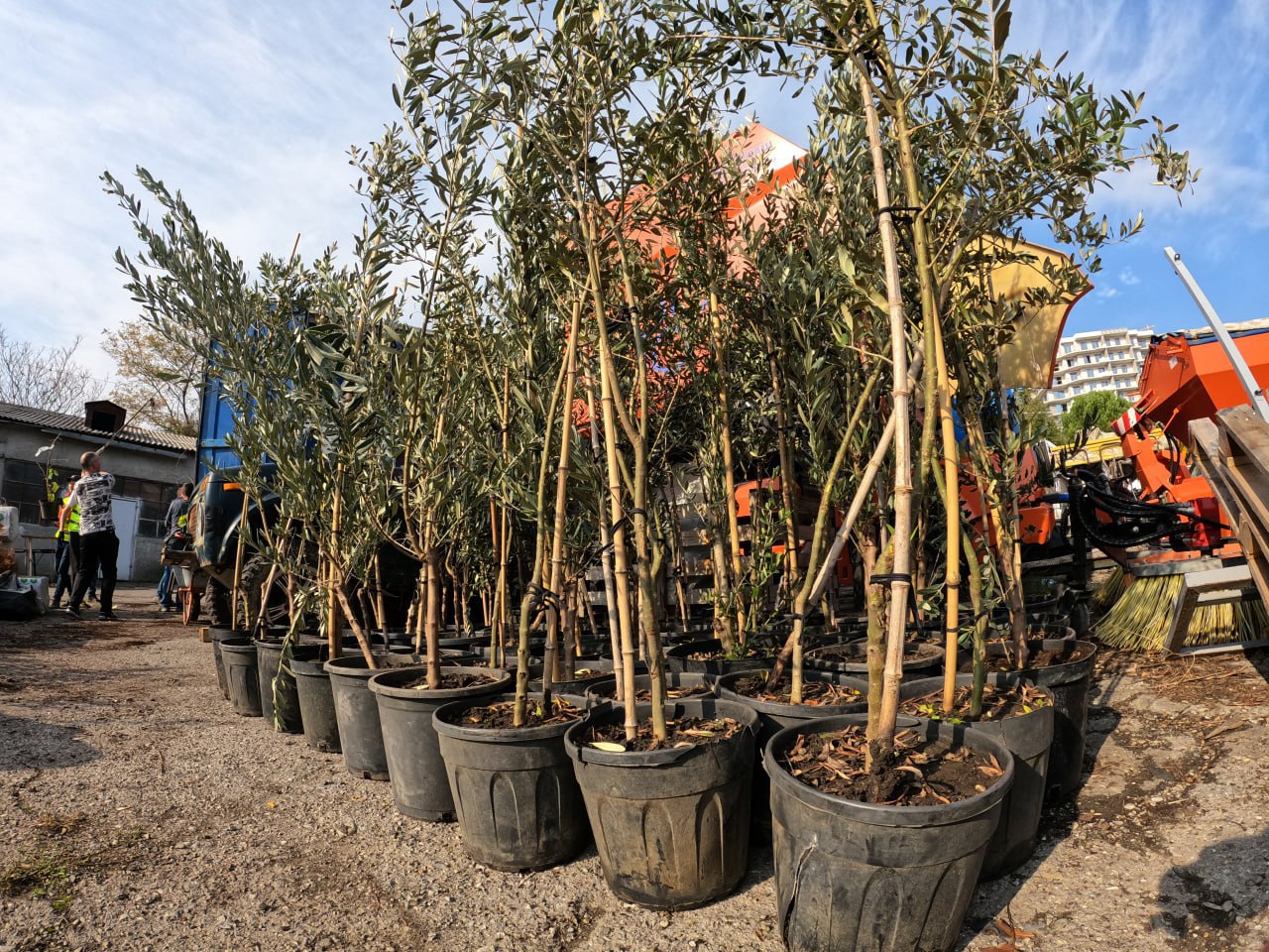 Янина Павленко: Сегодня получили большую партию саженцев – более 1000 единиц древесных и кустарниковых растений Янина Павленко: Сегодня получили большую партию саженцев – более 1000 единиц древесных и кустарниковых растений