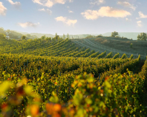 В Севастополе подведены итоги конкурса на субсидирование виноградарства и виноделия