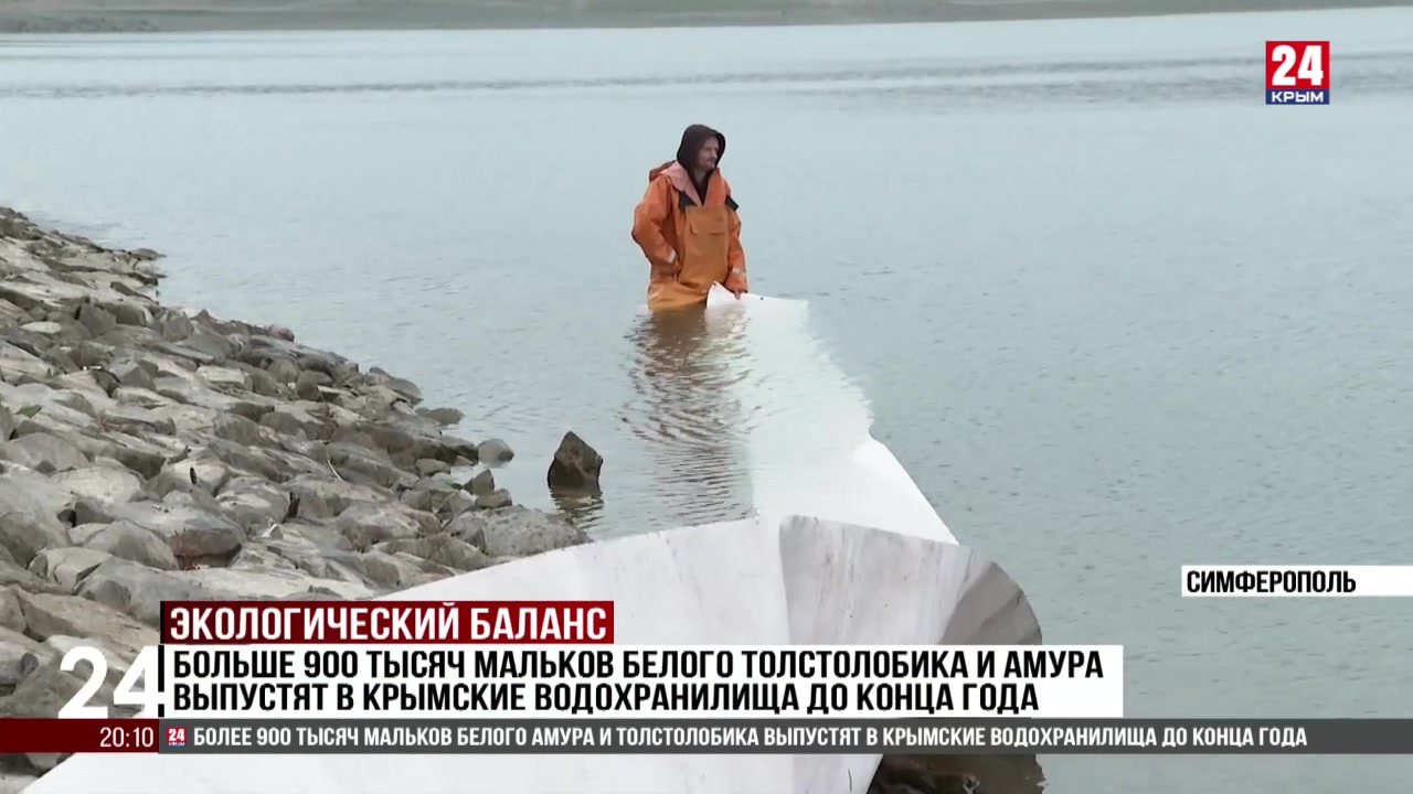 Больше 900 тысяч мальков белого толстолобика и амура выпустят в крымские водохранилища до конца года