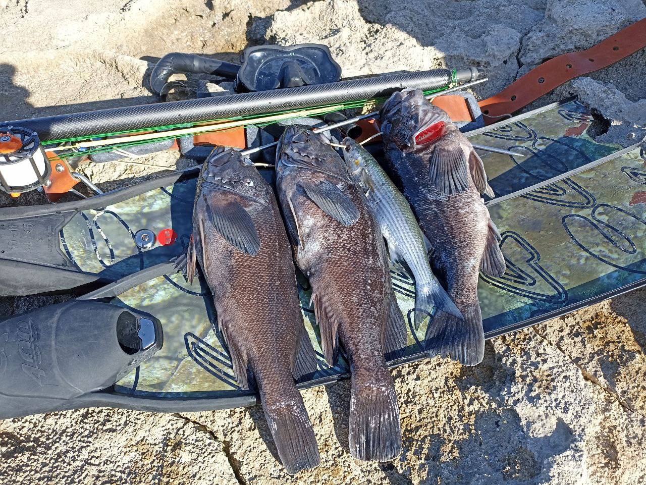 Корейский окунь, поселившийся в Черном море, угрожает экосистеме Корейский окунь, поселившийся в Черном море, угрожает экосистеме