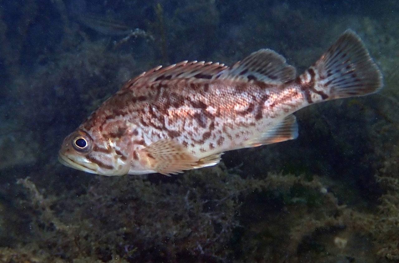 Корейский окунь, поселившийся в Черном море, угрожает экосистеме