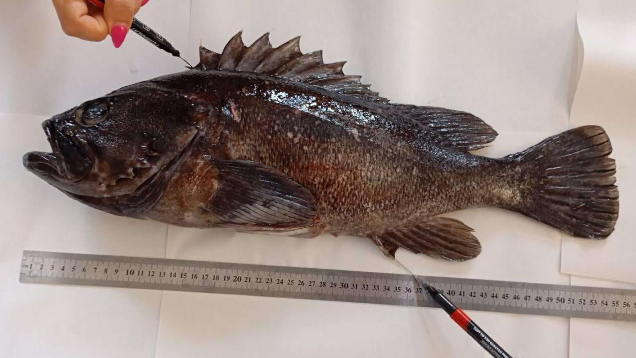 Дальневосточный хищник прижился в Черном море: что будет с рыбой