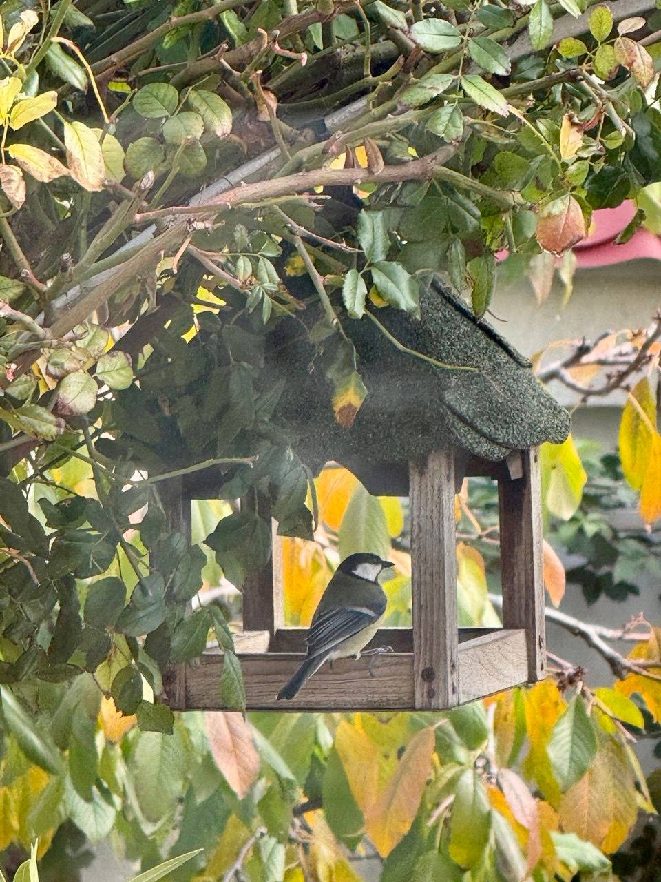 Ольга Шевцова: Синичкин день сегодня. Прилетели прям без опоздания