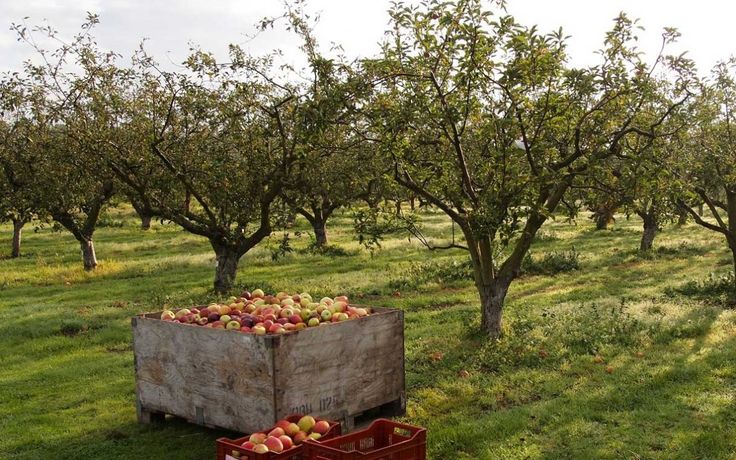 Госкомводхоз информирует о завершении поливного сезона в Бахчисарайском районе