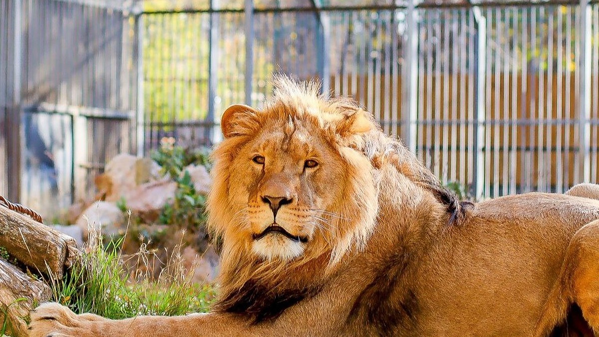 Ставропольский лев Ромео поселился в Симферопольском зооуголке