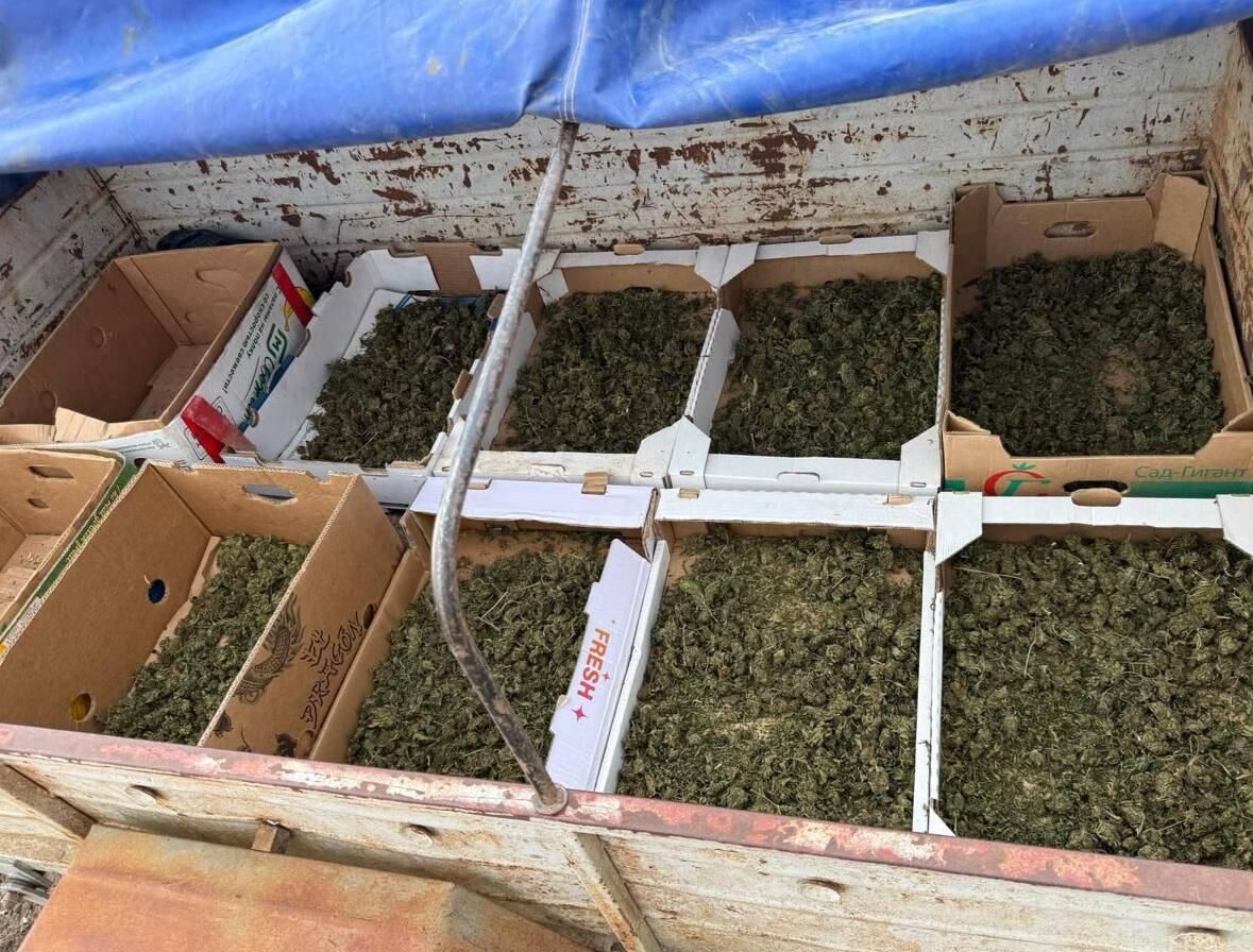 Конопля на арбузном поле: "агроном" отправится в колонию Конопля на арбузном поле: "агроном" отправится в колонию